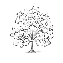 Oak tree sketch tree silhouette illustration picture vector