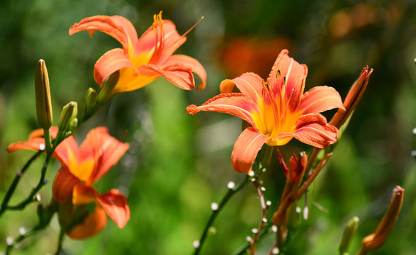 Fototapeta Dahlia Autumn flower design.With copy-space