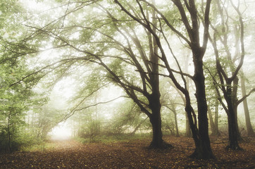 Natural landscape. Green forest with fog, trees, morning light and lush vegetation on rainy summer day