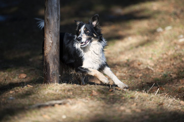 Fototapeta premium Border Collie goes round the pole