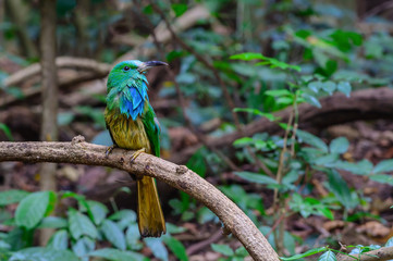Blue-bearded bee-eater(Nyctyornis athertoni), green bird on branch.