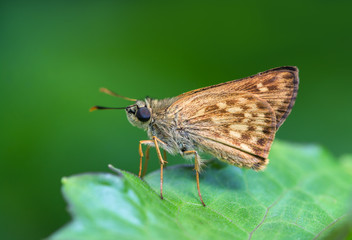 Brown butterfly on leaves with green background.