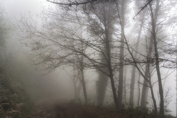 Fototapeta na wymiar Misty atmosphere