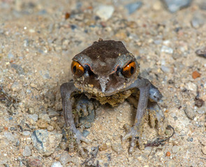 Spotted Litter Frog(Leptobrachium hendricksoni Taylor), Beautiful frog on ground.