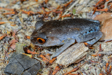 Spotted Litter Frog(Leptobrachium hendricksoni Taylor), Beautiful frog on ground.