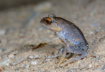 Spotted Litter Frog(Leptobrachium hendricksoni Taylor), Beautiful frog on ground.