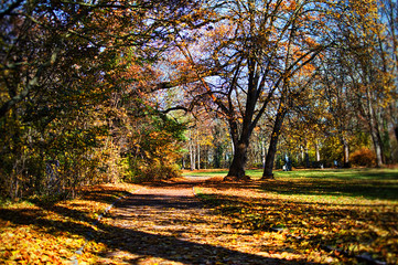 Naklejka premium The park in autumn in Erfurt Germany
