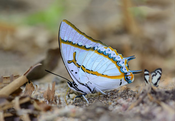 The Great Nawab(Polyura eudamippus nigrobasalis), beautiful butterfly on ground.