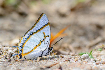 The Great Nawab(Polyura eudamippus nigrobasalis), beautiful butterfly on ground.