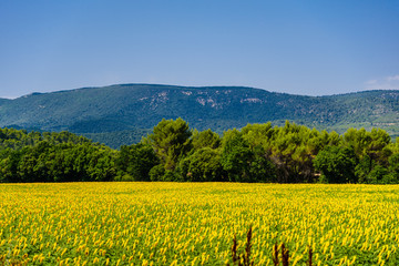 Fototapeta premium provence