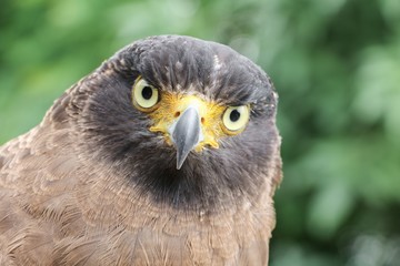 Falcon Peregrine or golden eagle beautiful