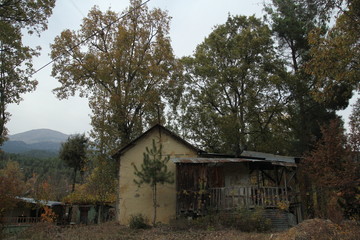 Fototapeta premium a place in the woods