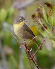 Nashville Warbler in fall plumage - Florida