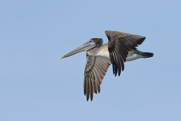 Immature Brown Pelican in flight - Florida