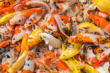 Multi-colored koi pond.