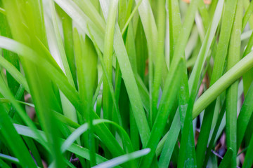 Tranquil fresh grass fading from a deep green to a soft yellow n