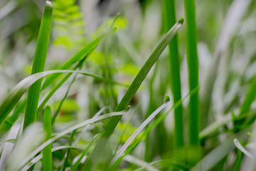 Young grass in the spring in a blurred shot at a tropical garden