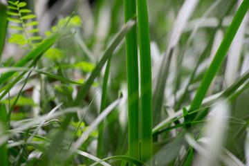 Sit back and relax with this fresh and tranquil looking field of