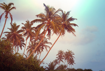 Fototapeta premium Palm plantation