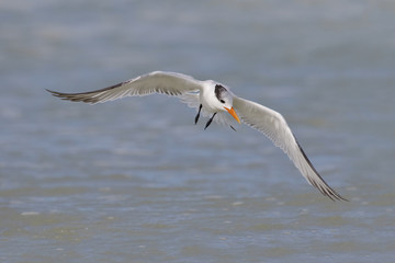 Royal Tern in flight - St. Petersburg, Florida