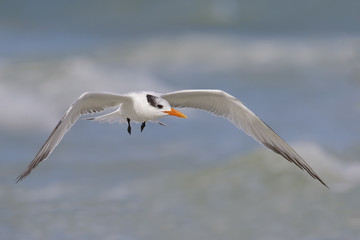 Royal Tern in flight - St. Petersburg, Florida