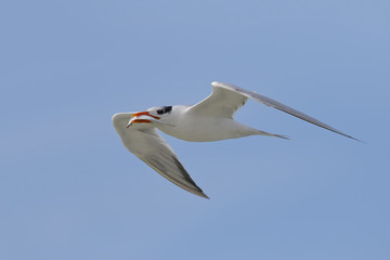 Royal Tern flying with a fish in its beak