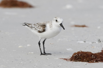 Sanderling foraging on a Florida beach in fall