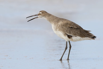 Willet yawning on a Florida beach in fall