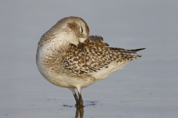 Black-bellied Plover resting on a Florida beach in fall