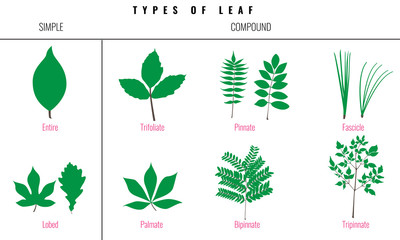 Set of Leaf types infographics. Silhouette Vector