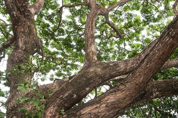 branch and leaf of tree beautiful in the forest on white background