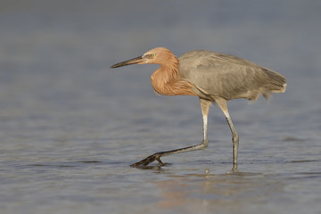 Reddish Egret foraging in a Florida tidal pool