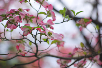 ハナミズキ　dogwood