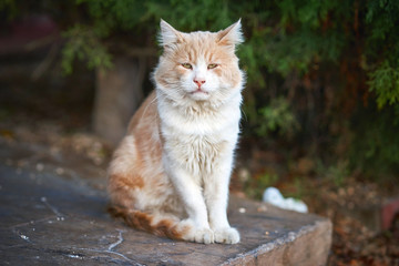 Бездомный рыжий кот сидит на улице в Кипре