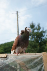 a rooster looks like an eagle