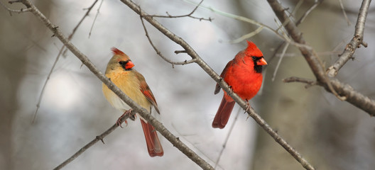 couple de cardinaux