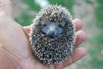 ёж, ёжик на природе, © kivladimir