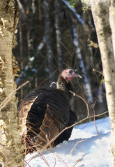 dinde sauvage en hiver