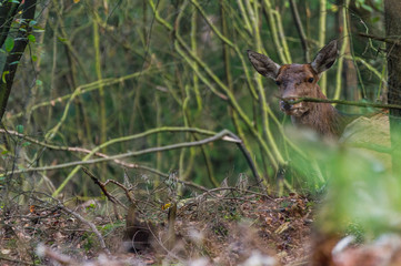 Hirsch ruht im Dickicht des Nationalparks De Hoge Veluwe