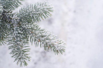 Spruce branch covered with snow