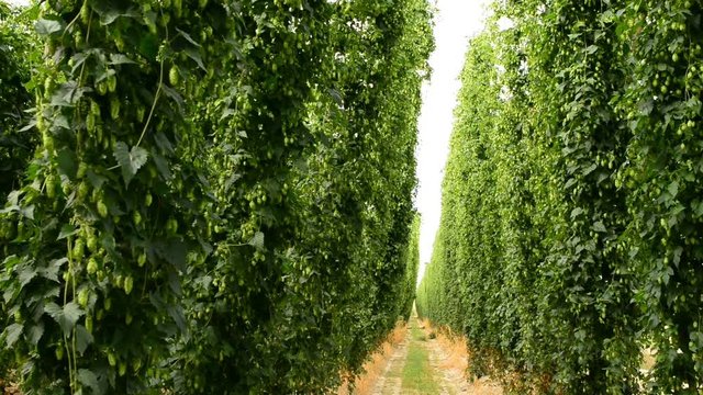 Rows of ripe hop cones on the field