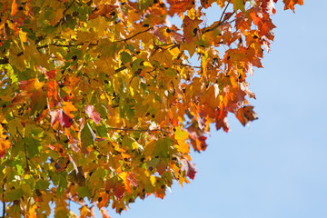Yellow red and green maple tree leaves with a blue sky in the background.