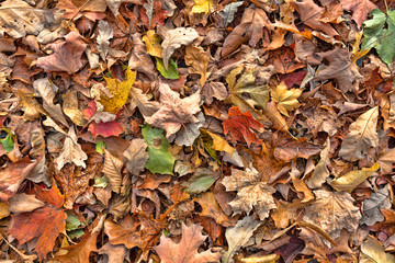 Colorful fall leaves on the ground