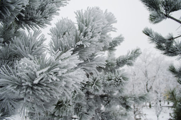 spruce covered with snow