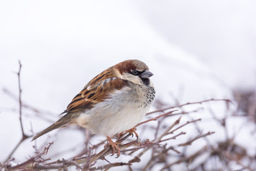 young sparrow on branch