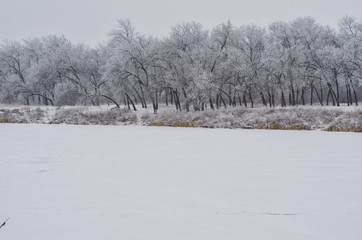 forest covered with frost