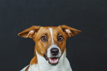 Cute portrait for jack russell terrier dog, on grey background.