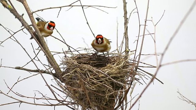 two goldfinch near a nest on a white background