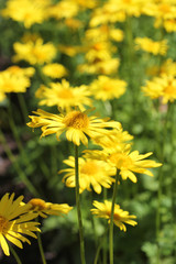 Yellow Daisies in Sunlight, Spring