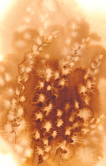 pussy-willow twigs orange watercolor